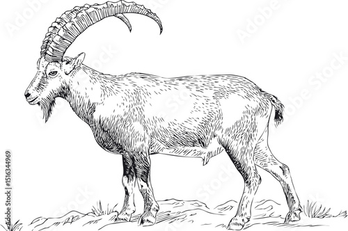 Mountain goat standing on rocky terrain, detailed illustration sketch. Vector illustration