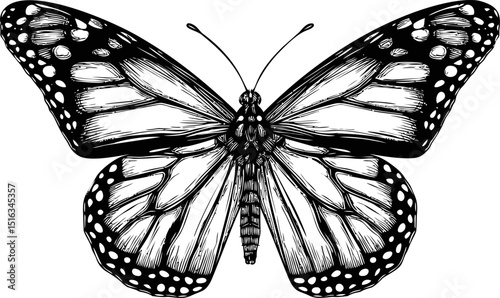 Intricate black and white butterfly sketch showing detailed wing patterns. Vector illustration