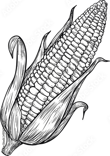 Black and white illustration of a detailed corn cob with husk. Vector illustration