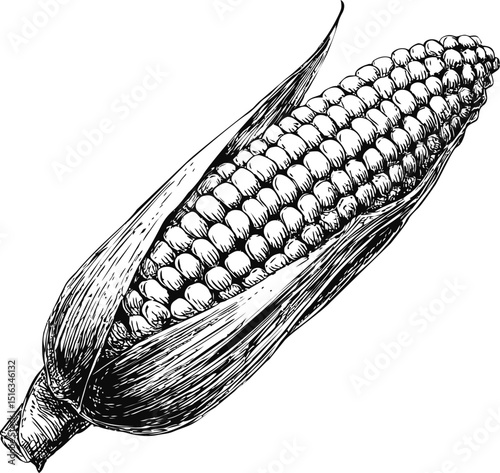 Detailed black and white illustration of a corn on the cob with husk. Vector illustration