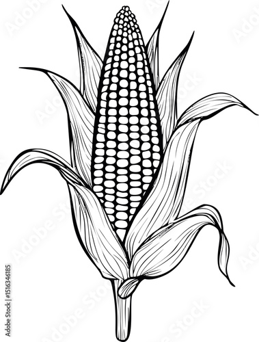 Illustration of corn on the cob with husk in black and white line art style. Vector illustration