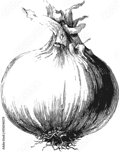 Detailed black and white vintage illustration of a single onion. Vector illustration