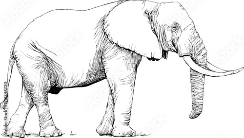 Detailed black and white sketch of an African elephant, conceptual illustration. Vector illustration
