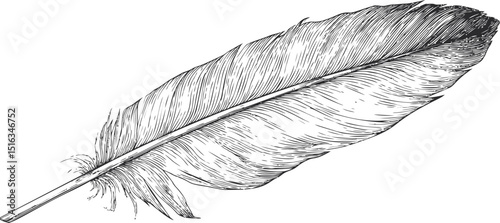 Detailed monochrome drawing of a feather with intricate line work. Vector illustration