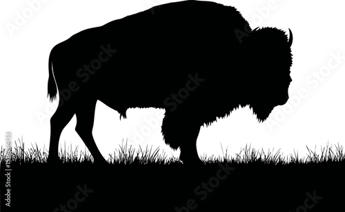 Silhouette of a bison standing on grass with. Vector illustration