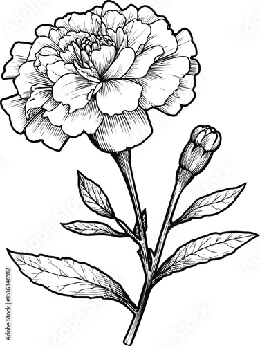 Black and white line drawing of a carnation with detailed petals and leaves. Vector illustration