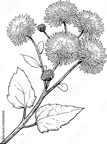 Line art drawing of flowering burdock plant with detailed leaves and stems. Vector illustration