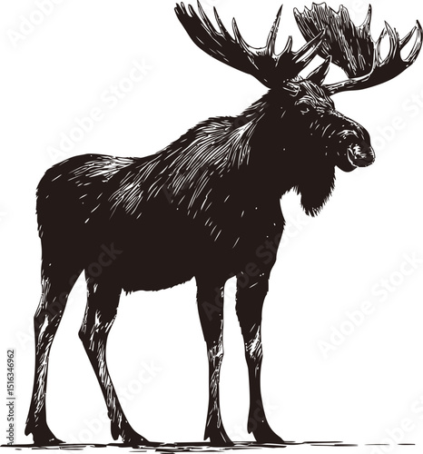 Silhouette of a moose with large antlers in black and white illustration. Vector illustration