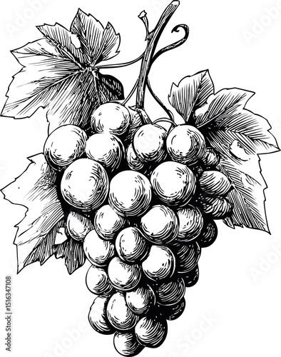 Detailed black and white sketch of grape bunch with leaves, vintage art. Vector illustration