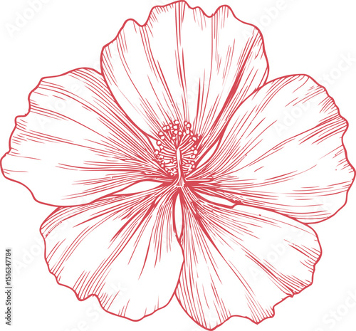 Detailed red line art illustration of a hibiscus flower. Vector illustration