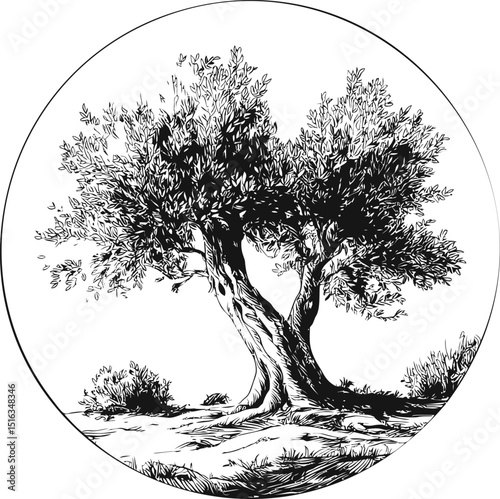 Black and white illustration of a majestic olive tree with detailed foliage. Vector illustration