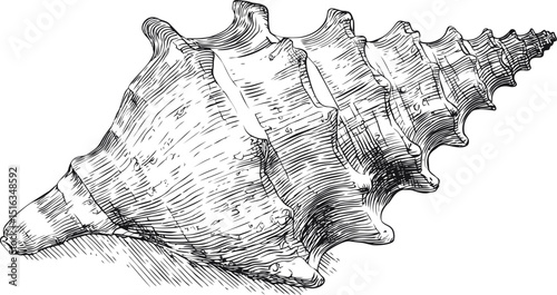 Intricate black and white illustration of a conch seashell with detailed lines. Vector illustration
