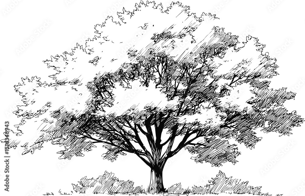 Fototapeta premium Artistic sketch of a large oak tree with detailed branches and leaves. Vector illustration