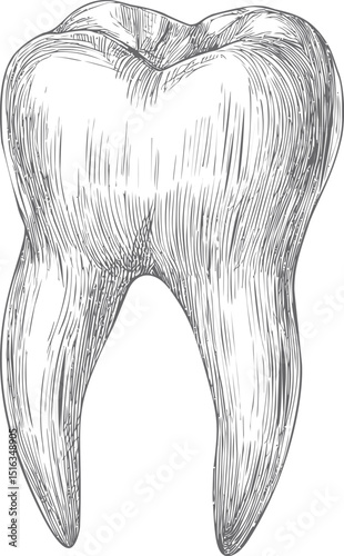 Highly detailed vintage sketch of a human molar tooth in black and white. Vector illustration