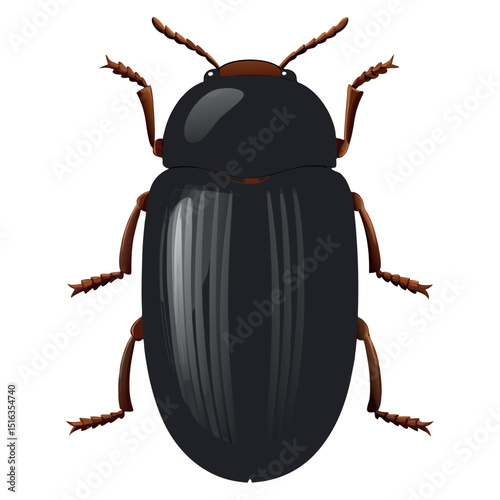 Macro close-up of a Colorado potato beetle (Leptinotarsa decemlineata) a pest insect with black and brown stripes, isolated on a white background