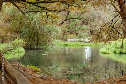 Tranquil forest pond scene. photo