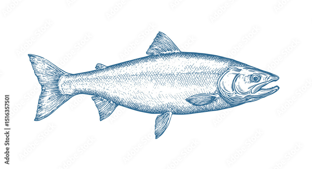 Obraz premium Fish sketch salmon trout. Vintage retro print, black white salmon trout fish sketch ink pencil style drawing, linear drawing, engrave old school. Sketch artwork salmon trout fish. Illustration