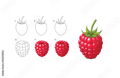 Raspberry Illustration Step-by-Step Drawing Guide for Beginners and Artists