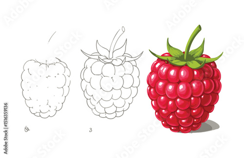 Delicious Red Raspberry Illustration From Sketch to Vibrant Color, a Step-by-Step Guide to Creating a Realistic Berry Image
