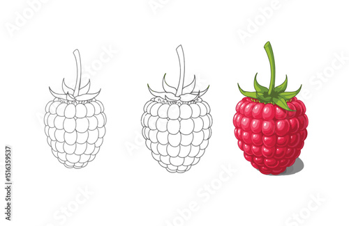 Delicious Raspberries Line Art and Realistic Illustration of Juicy Summer Berries