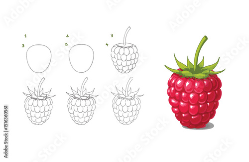 Learn to Draw a Raspberry Step-by-Step Guide for Beginners and Kids