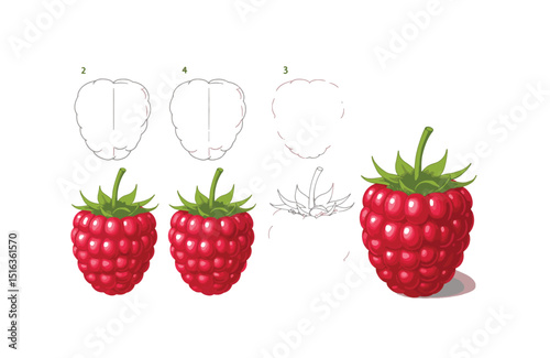Learn to Draw a Raspberry Step-by-Step Illustration Tutorial for Beginners