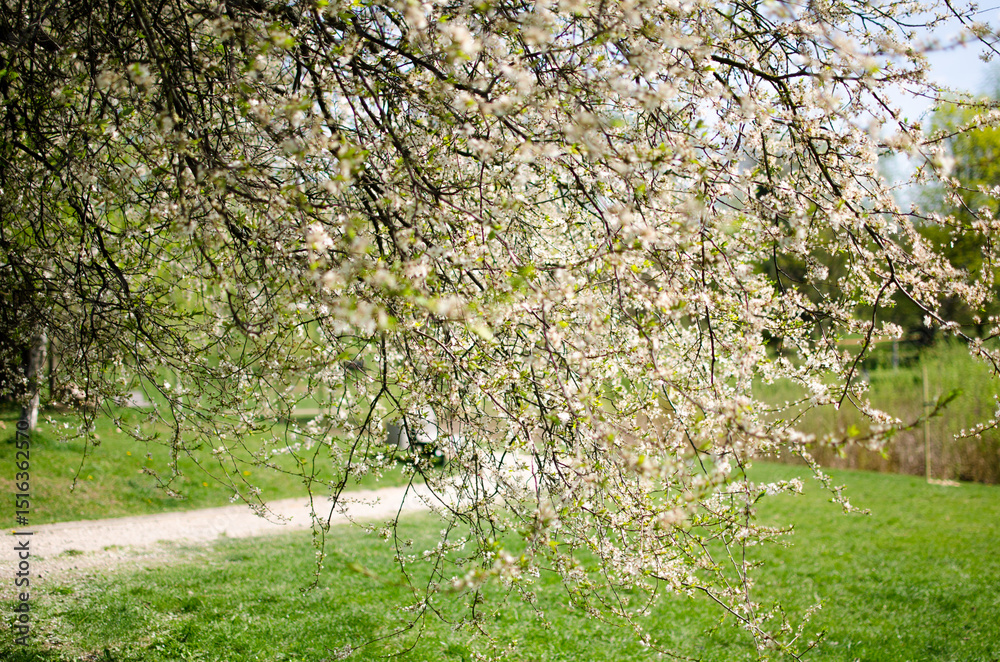 Fototapeta premium Sunny Day in a Flowering Park