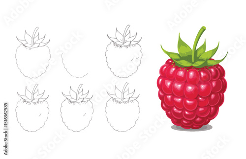Learn to Draw a Raspberry Step-by-Step Guide with Outline and Coloring Illustration
