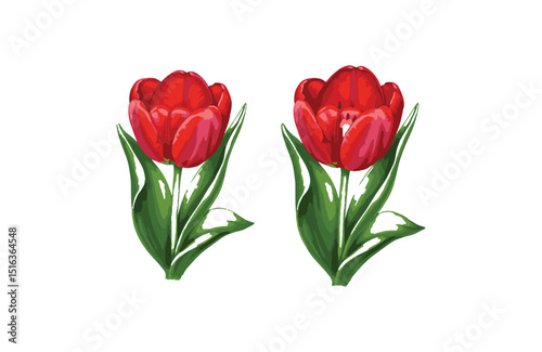 Vibrant Red Tulips A Pair of Exquisite Floral Illustrations