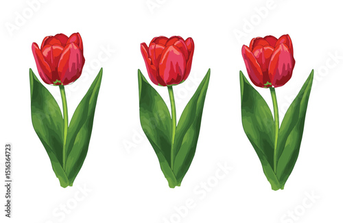 Vibrant Red Tulips A Trio of Spring Blossoms, Perfect for Floral Designs and Springtime Decor
