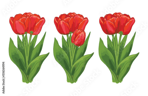 Vibrant Red Tulips A Trio of Spring Blooms, Botanical Illustration