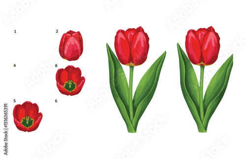 Vibrant Red Tulips Detailed Illustrations of Flower Stages, Perfect for Spring Designs