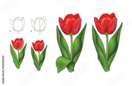 Learn to Draw a Realistic Red Tulip Step-by-Step Guide with Illustrations
