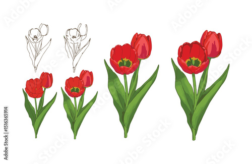 Vibrant Red Tulips A Collection of Botanical Illustrations and Sketches