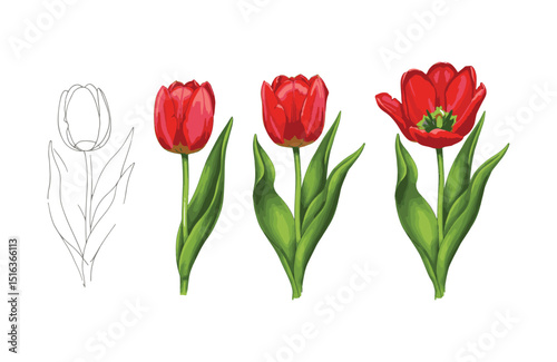 Step-by-Step Tulip Illustration From Sketch to Vibrant Color, Botanical Art Tutorial