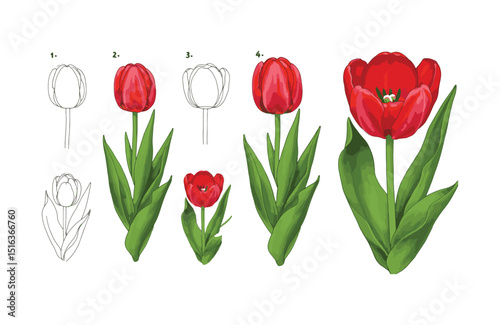 Step-by-Step Tulip Drawing Tutorial Learn to Draw a Realistic Red Tulip Flower