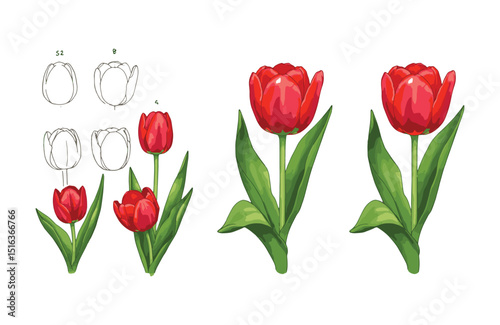 Learn to Draw Realistic Red Tulips Step-by-Step Guide with Illustrations