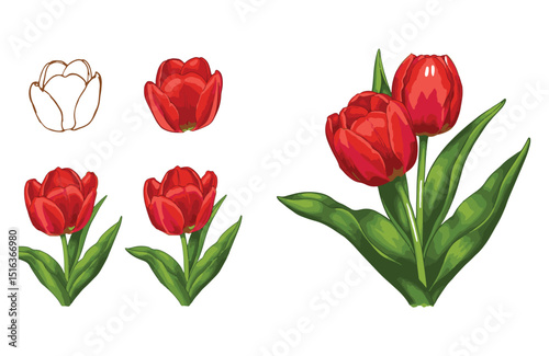Step-by-Step Tulip Drawing Tutorial Learn to Draw Beautiful Red Tulips with Easy Steps