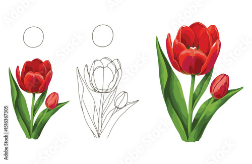 Step-by-Step Tulip Drawing Tutorial Learn to Draw Beautiful Red Tulips with Easy Instructions
