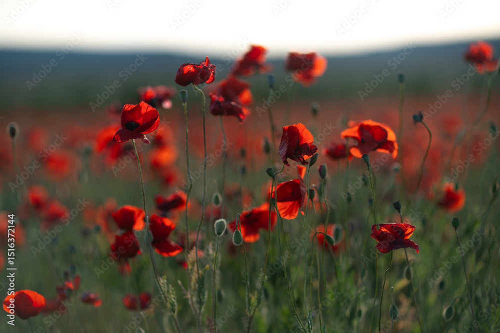 Fototapeta premium Poppies field spring: Red poppies bloom in a meadow, lit by the sun at twilight, symbolizing remembrance.