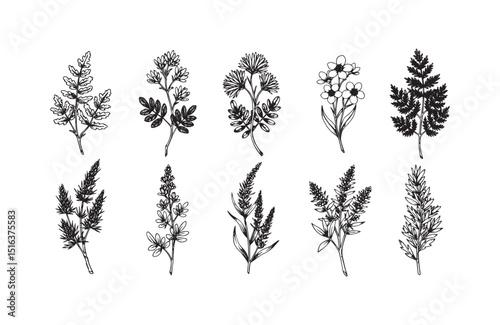 Collection of Ten Hand-Drawn Botanical Illustrations Floral and Fern Line Art Designs, Perfect for Invitations, Branding, and More