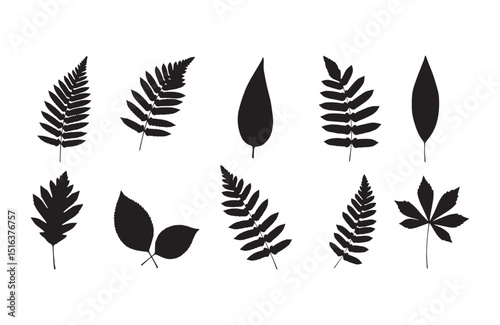 Collection of Silhouettes Diverse Leaf Shapes for Design Projects