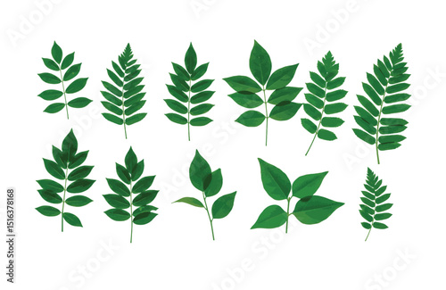 Collection of Green Leaves Botanical Illustrations for Design Projects