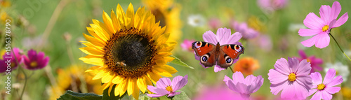 Schmetterling 1371