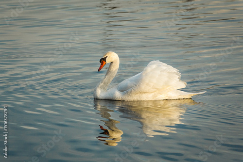 Swan swimming in lake with reflection at twilight