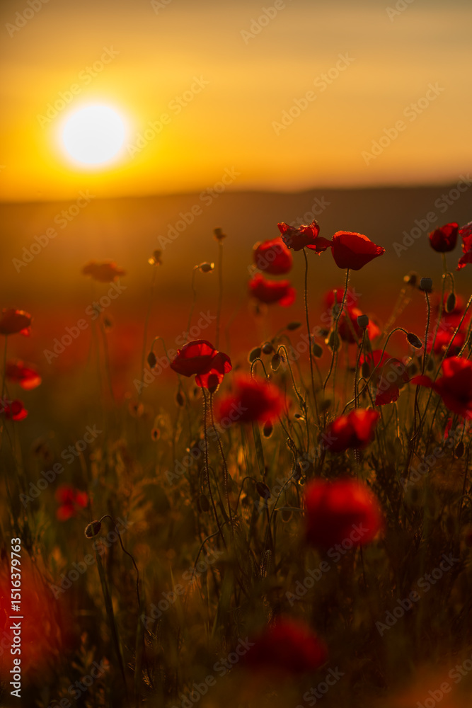 Obraz premium Poppies Sunset Field: Red poppy flowers bloom in field at sunset, creating landscape view for beauty.