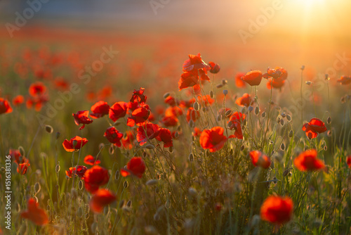 Fototapeta Naklejka Na Ścianę i Meble -  Poppies Field Sunset: Red flowers bloom in summer meadow, creating scenic golden hour view.