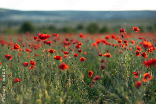 Fototapeta Naklejka Na Ścianę i Meble -  Poppies Field Nature: Red flowers bloom abundantly in a meadow during daytime for pollination.