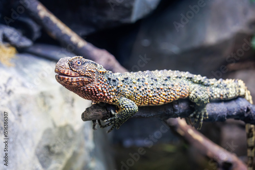 Chinese Crocodile Lizard on a Branch photo