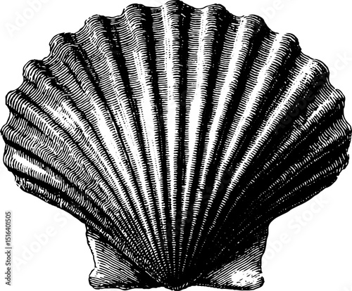 Engraved illustration of detailed beach shell design for nautical projects